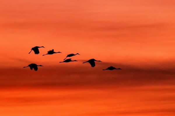Sandhill Cranes at Sunset by Joe Riederer